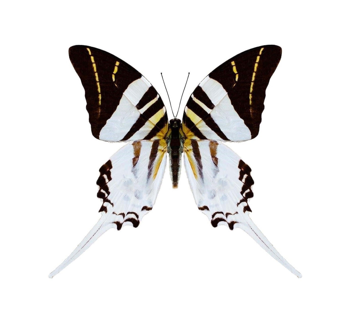 Graphium