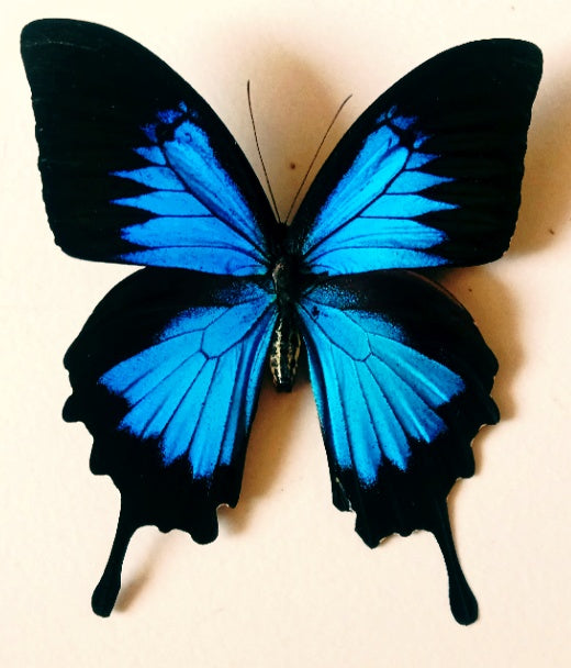 Papilio