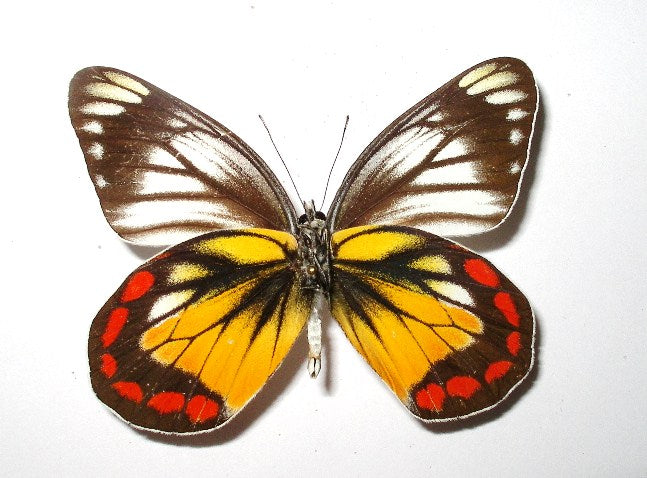 Delias Rosenbergi, South Sulawesi, Indonesia