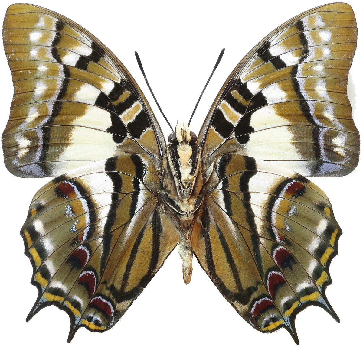 Charaxes (Polyura) Cognata Butterfly – South Sulawesi, Indonesia