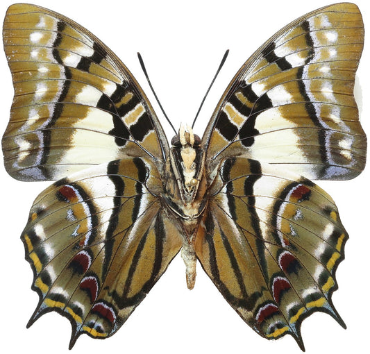 Charaxes (Polyura) Cognata Butterfly – South Sulawesi, Indonesia