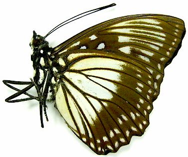 Euripus Robustus Butterfly – South Sulawesi, Indonesia