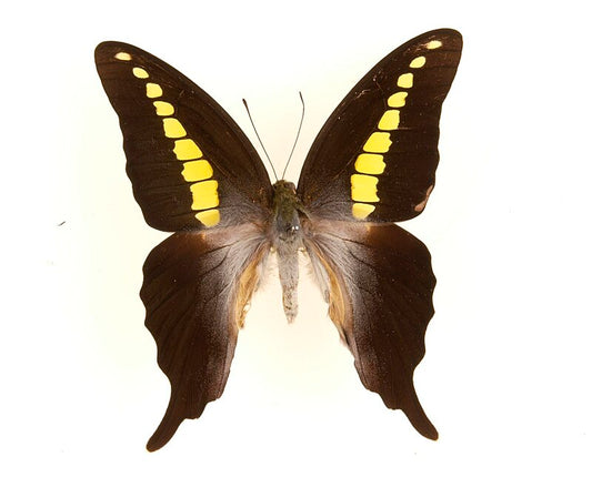 Graphium Codrus, South Sulawesi, Indonesia