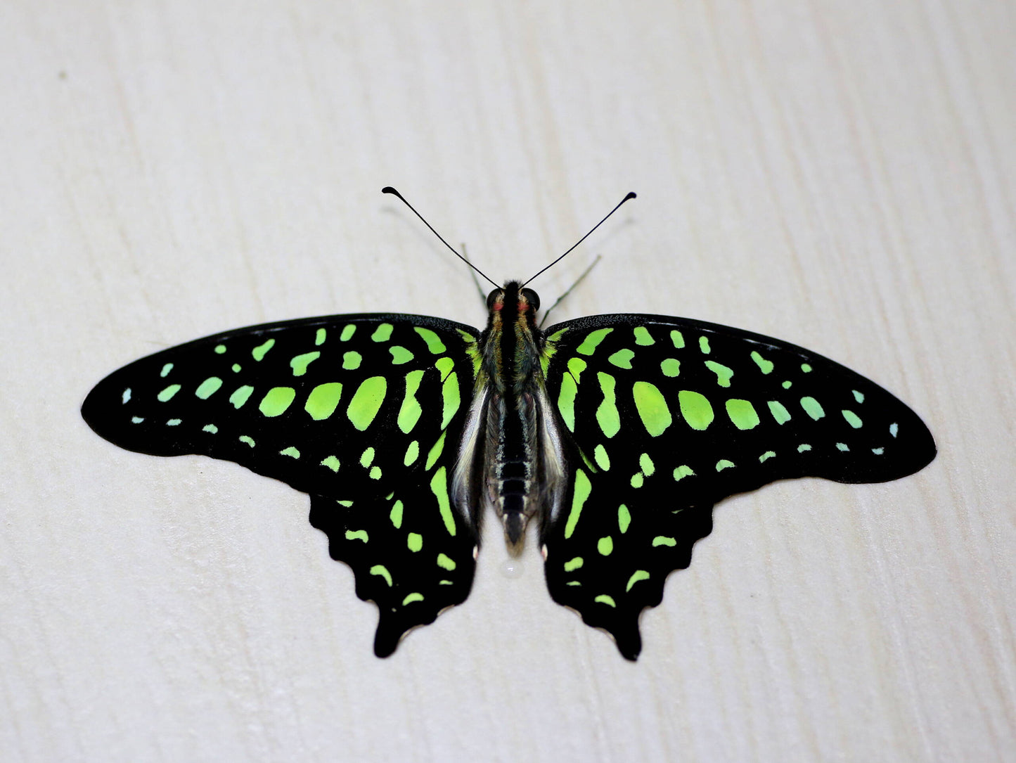 Graphium agmemnon, South Sulawesi, Indonesia