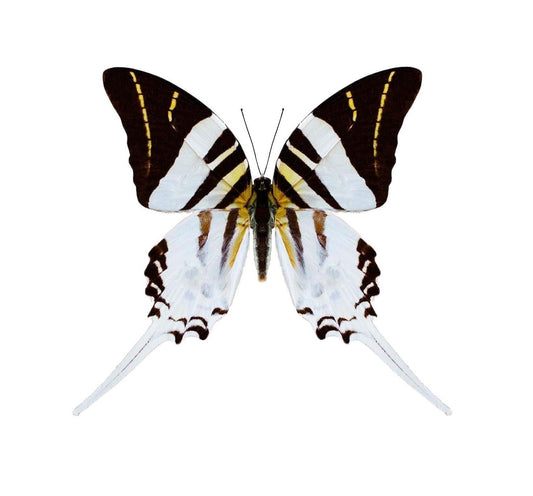 Graphium Androcles, South Sulawesi, Indonesia