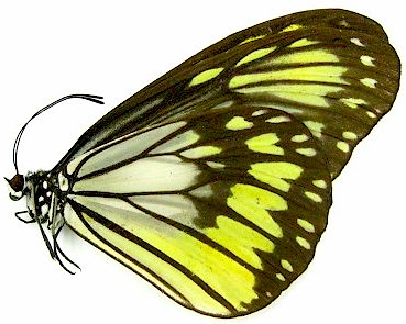 Ideopsis Vitrea Butterfly – South Sulawesi, Indonesia