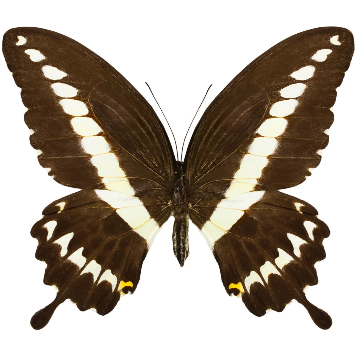 Papilio Gigon, South Sulawesi, Indonesia