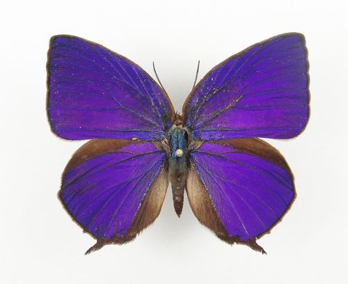 Arhopala hercules, South Sulawesi, Indonesia