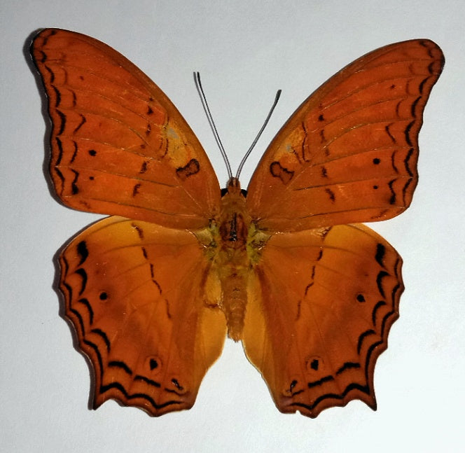 Vindula Dejone Butterfly – South Sulawesi, Indonesia