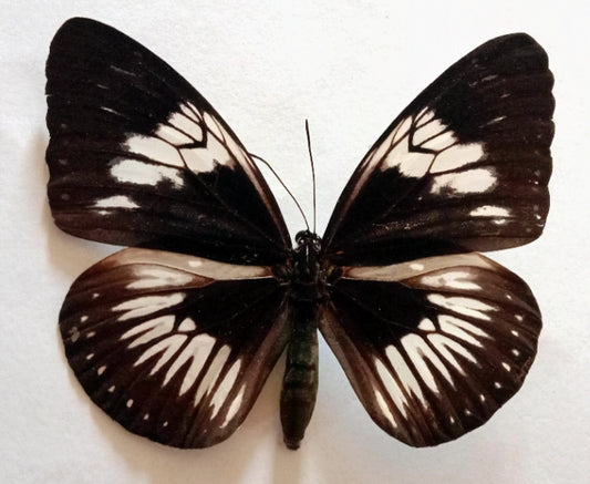 Euploea latifasciata, South Sulawesi, Indonesia