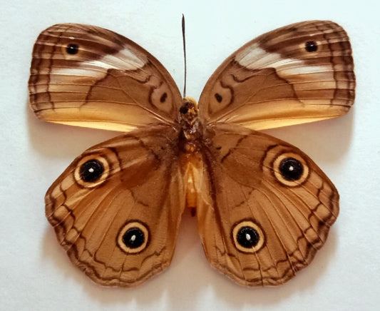 Amathuxidia Plateni Butterfly – South Sulawesi, Indonesia