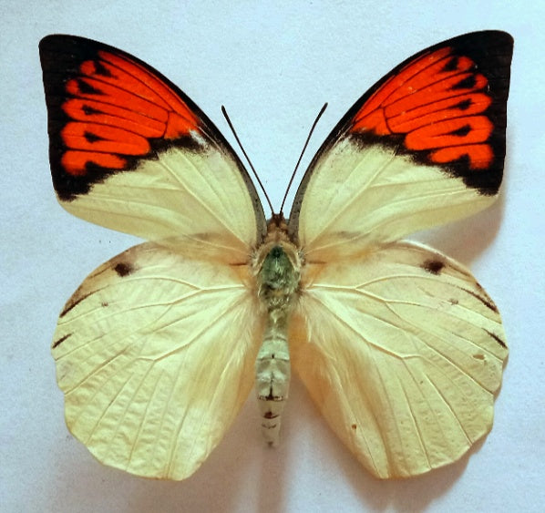 Hebomoia Glaucippe, South Sulawesi, Indonesia