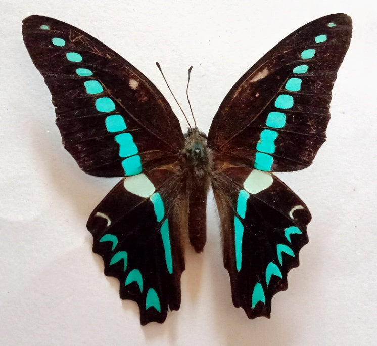 Graphium milon, South Sulawesi, Indonesia