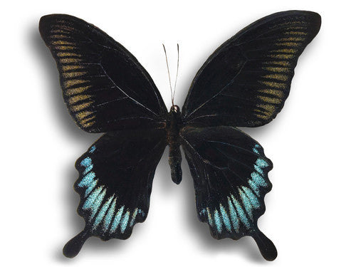 Papilio Ascalaphus, South Sulawesi, Indonesia