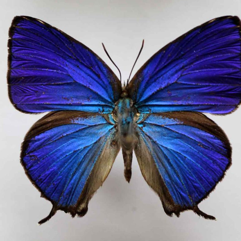 Arhopala araxes blue black butterfly Indonesia