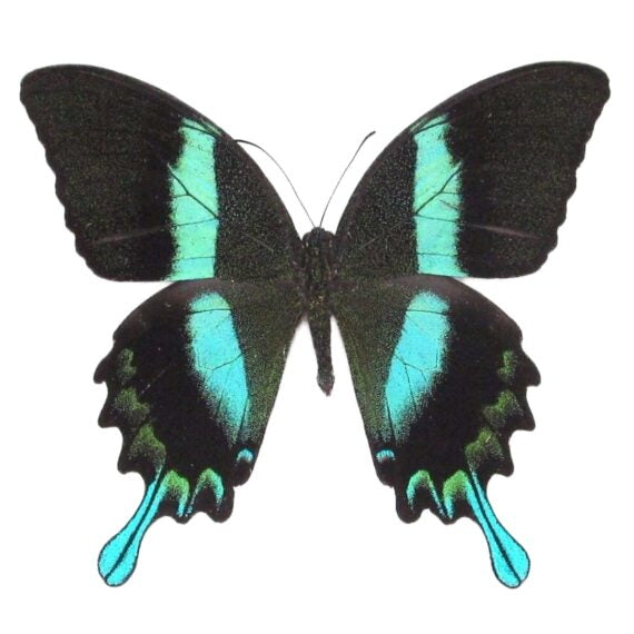 Papilio Blumei Butterfly – South Sulawesi, Indonesia