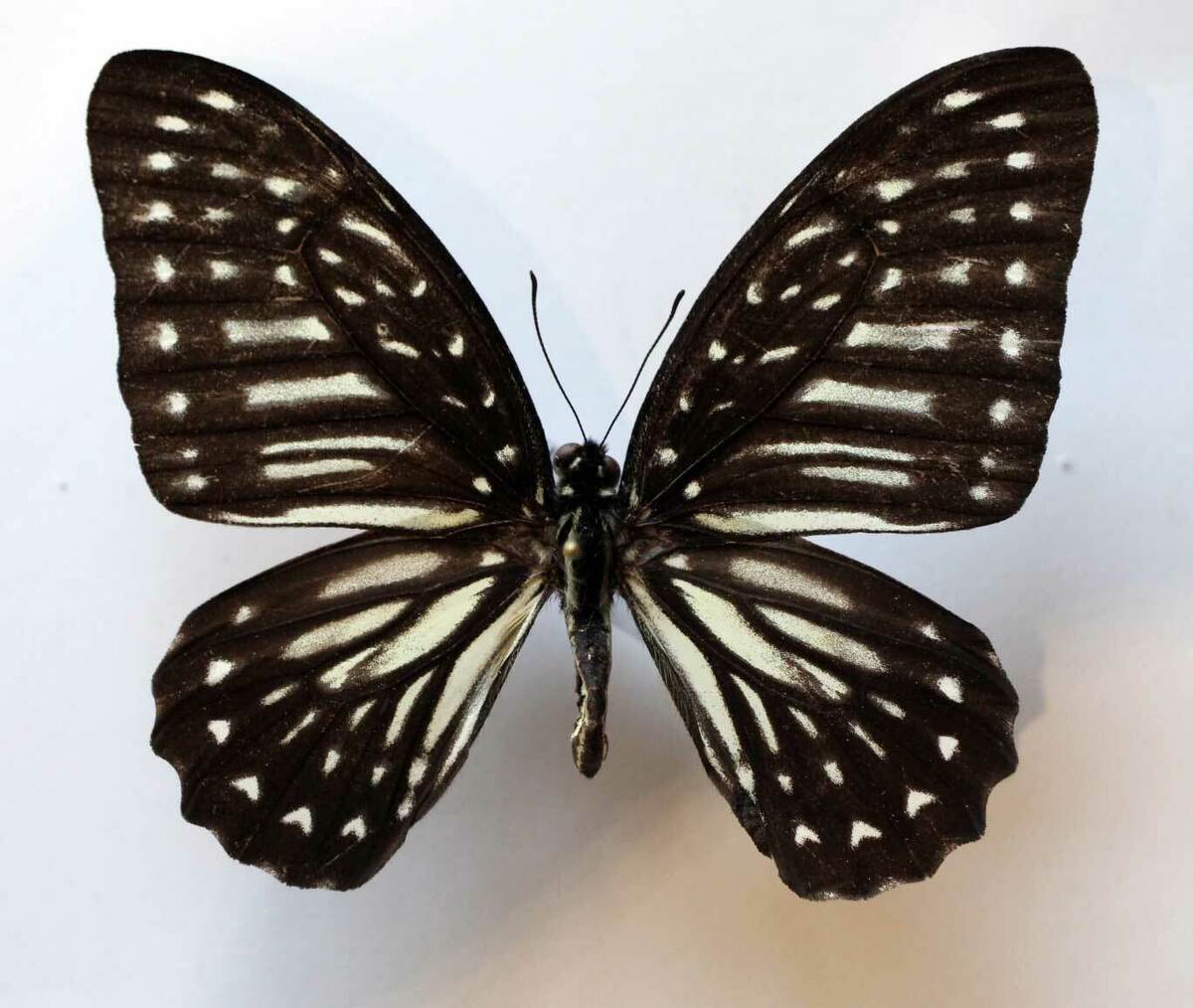 Graphium Deucalion, South Sulawesi, Indonesia