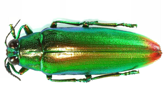 Chrysochroa fulminans, South Sulawesi, Indonesia