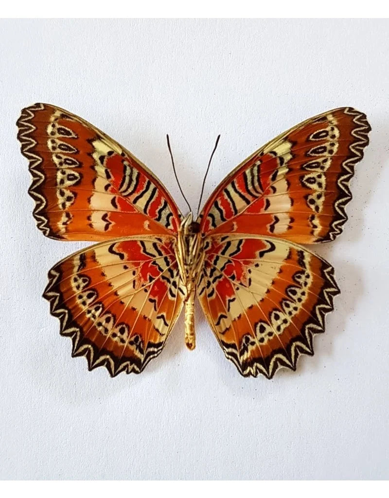 Cethosia Biblis Butterfly – South Sulawesi, Indonesia